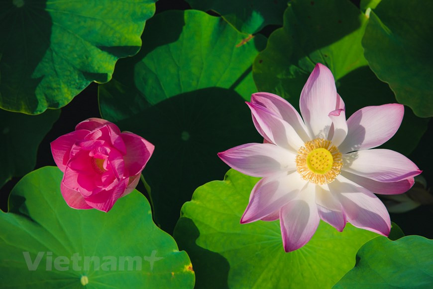 El mejor momento para tomar fotografías y admirar el paisaje es temprano en la mañana. Para contemplar la belleza de flor de lotos este mes, los visitantes pueden ir a la cueva de Mua, ubicada al pie de la montaña de Ngoa Long en la provincia norteña de Ninh Binh. Este lugar es conocido recientemente como un destino favorito de los jóvenes gracias a su magnífica y virgen belleza junto con un vasto estanque de lotos. Sin embargo, los visitantes deben realizar estrictamente las regulaciones de prevención y control de la pandemia recomendadas por el Ministerio de Salud, especialmente el uso de mascarillas. (Foto: Vietnam +)