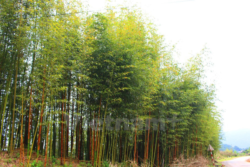 La belleza natural intacta (Fuente: VNA)