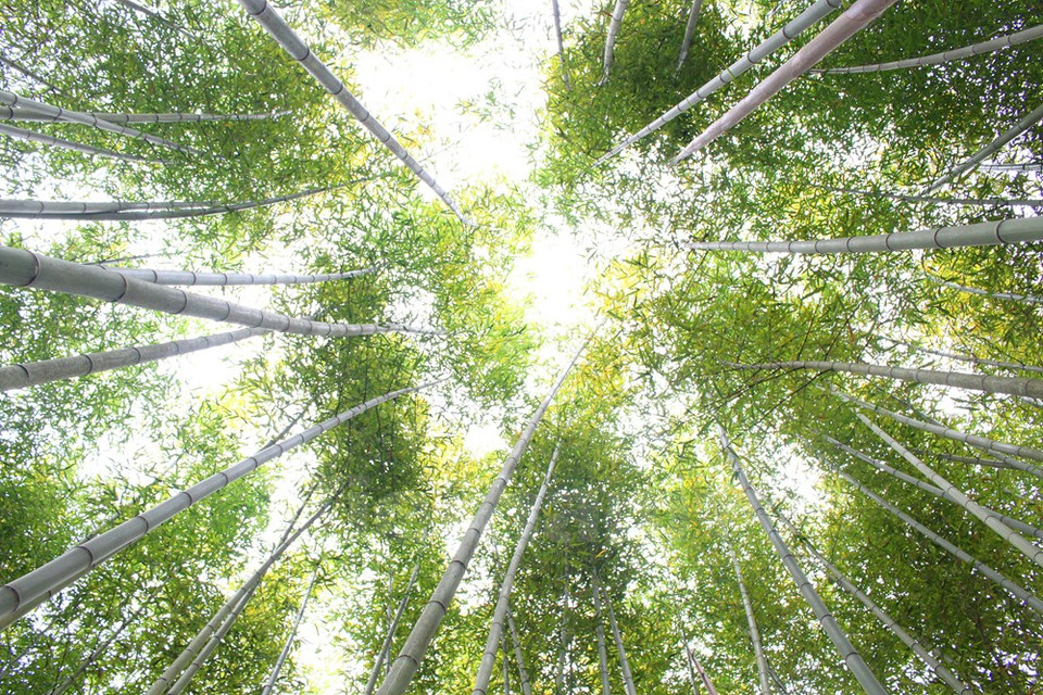 El bosque se localiza en el distrito de Bao Lac, a 100 kilómetros de la ciudad de Cao Bang (Fuente: VNA)