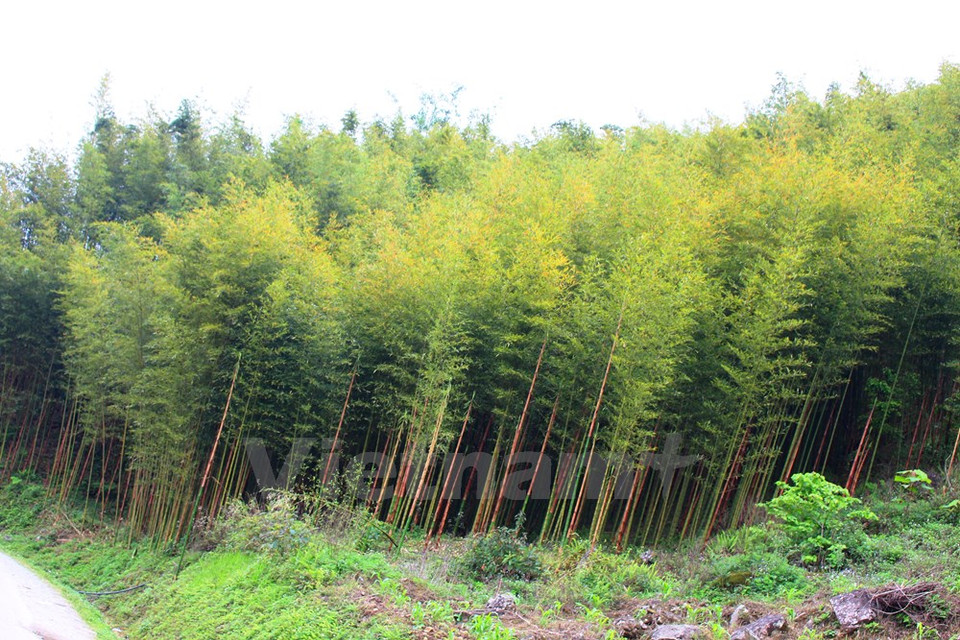 El bosque rodea el distrito de Bao Lac (Fuente: VNA)