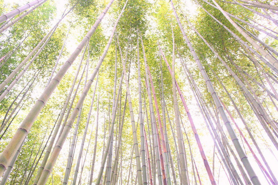Se puede contemplar el bosque desde la carretera nacional 34 (Fuente: VNA)