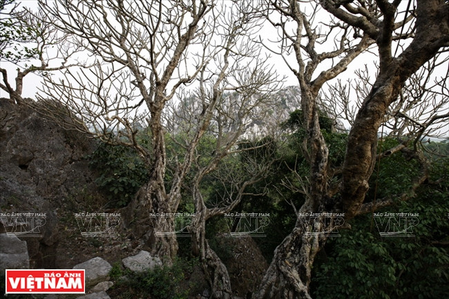 Los árboles más grandes y antiguos de la pagoda Vo Vi. (Foto: Viet Cuong)