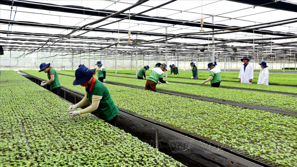 Cada año, la empresa Thong do en Gia Lai puede suministrar al mercado 20 millones de plántulas de la fruta de la pasión de alta calidad. (Foto: Revista Vietnam)