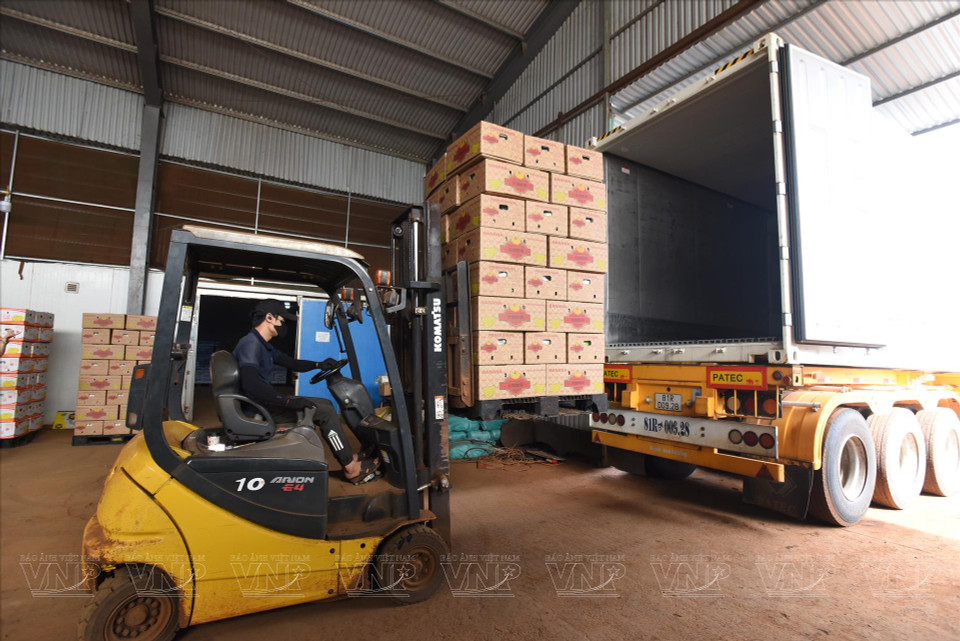 La empresa de agricultura de alta tecnología Hung Son prepara la exportación de plátano a China. (Foto: Revista Vietnam)