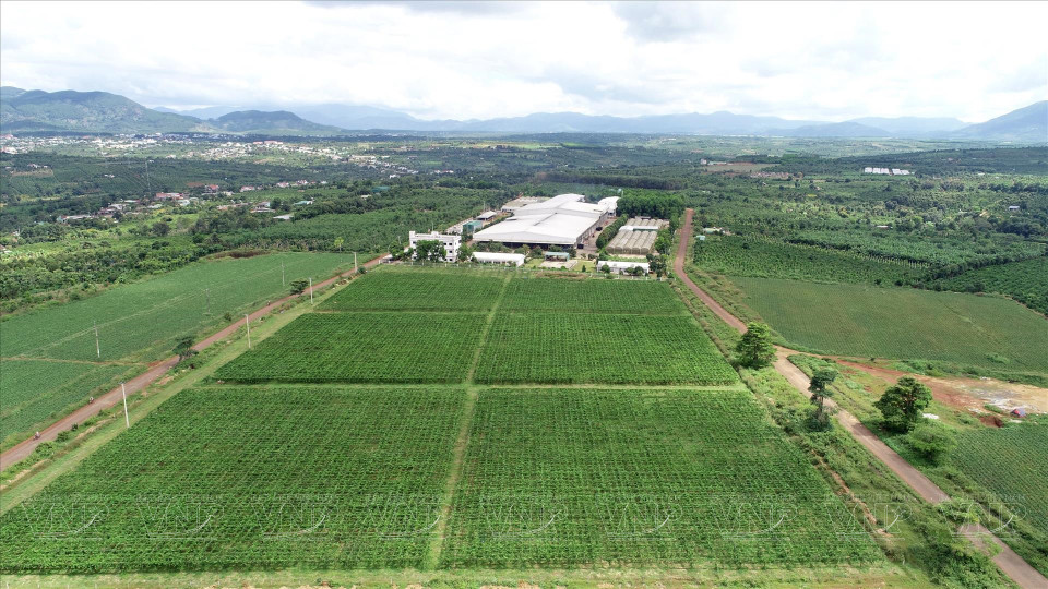 El centro de procesamiento de vegetales y frutas de Doveco Gia Lai se ubica en medio de una región con abundante materia prima en el distrito de Mang Yang, en la provincia de Gia Lai. (Foto: Revista Vietnam)