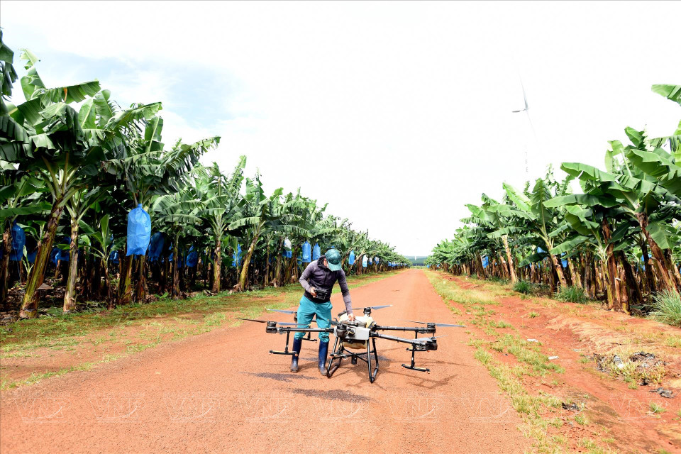 La empresa Hung Son utiliza drones para monitorear y tratar enfermedades en sus granjas de plátano. (Foto: Revista Vietnam)