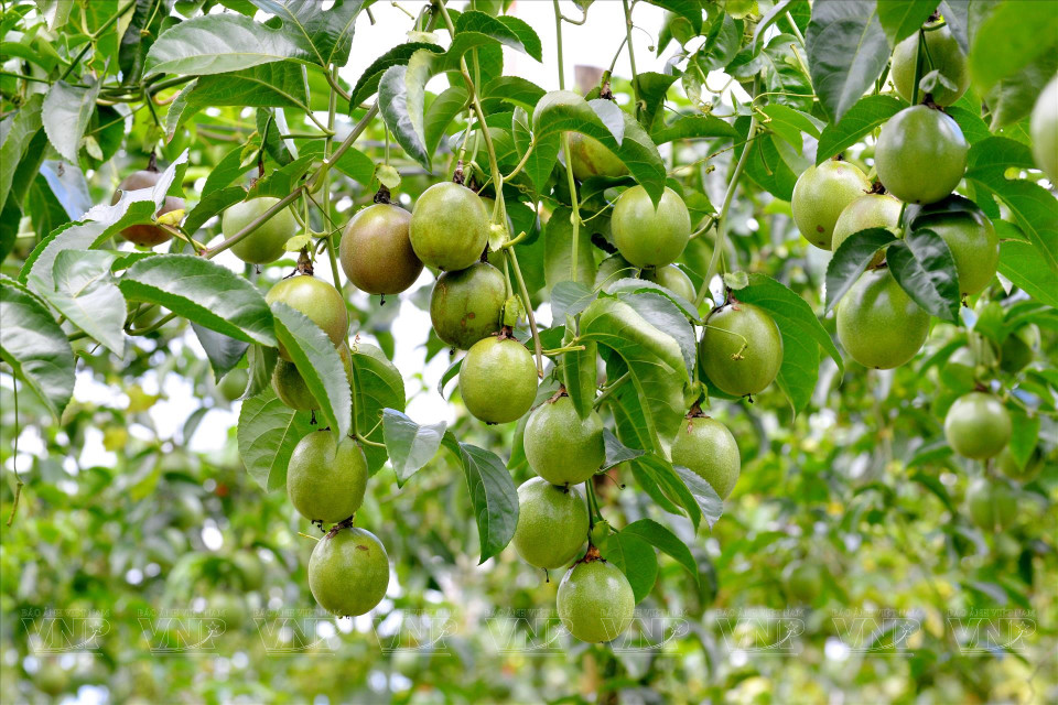 La fruta de la pasión es actualmente el cultivo principal en Gia Lai, con alto valor de exportación. (Foto: Revista Vietnam)