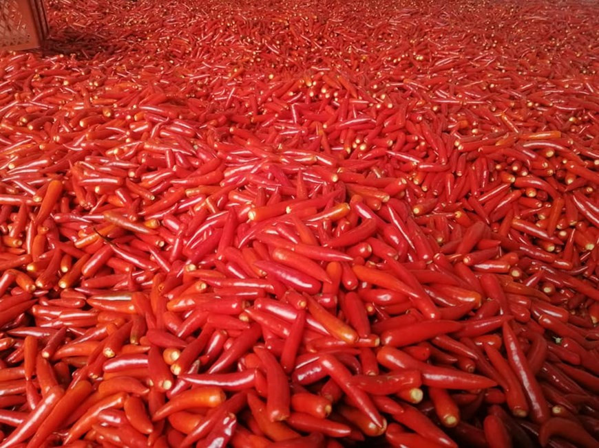 La evolución de la pandemia continúa siendo complicada y en auge a nivel mundial, lo que hace que la economía mundial disminuya rápidamente y empeore cada vez más. En ese contexto, la economía vietnamita también se ve afectada. Un informe de la Oficina General de Estadística señaló que el Producto Interno Bruto (PIB) del país en el primer trimestre aumentó en 3, 82 por ciento, el nivel más bajo en una década. Según los cálculos de expertos de la Universidad Nacional de Economía, el crecimiento del PIB en el segundo trimestre se pronostica en alrededor del dos por ciento, incluso se registraría una recesión si la pandemia continúa. Sin embargo, expresaron su confianza en que la expansión económica de Vietnam se recuperará en el tercer trimestre del año. (Fuente: Vietnam+)