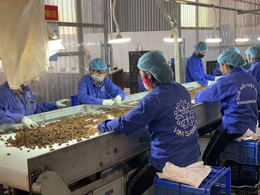 Además, el 44, 7 por ciento de las entidades dijeron que redujeron su producción; el 65, 5 por ciento ajustaron los gastos regulares; el 35, 3 por ciento recortaron mano de obra; el 34 por ciento disminuyeron salarios y el 34,5 por ciento otorgaron licencias no remuneradas. De acuerdo con Ousmane Dione, director del Banco Mundial en Vietnam, el Gobierno debe implementar con urgencia actividades de apoyo, especialmente para las microempresas y negocios individuales, y continuar mejorando las instituciones y el medio ambiente comercial. Más específicamente, Bich Lam propuso una política para apoyar a la comunidad empresarial, especialmente a las pequeñas y medianas empresas y comerciantes individuales que se vieron gravemente afectados por la epidemia de COVID-19 en la búsqueda de mercados de importación de materias primas. (Fuente:Vietnam+)