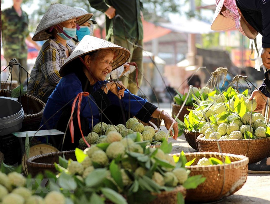 El cultivo de esta variedad de anón ayuda a los campesinos a salir de la pobreza con un ingreso más alto que el logrado por la siembra de otros frutos. (Fuente:VNA)