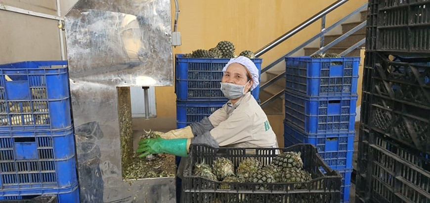 El impacto más severo de la pandemia del COVID-19 en las empresas vietnamitas es la falta de flujo de caja, lo que afecta directamente la supervivencia de las mismas. En Vietnam, el 47 por ciento de las empresas dijeron que enfrentan dificultades con el flujo de caja debido a que los clientes detienen o reducen las compras. Nguyen Tien Anh, director de la empresa de Importación-Exportación de Artesanía y Productos Agrícolas (Hagimex), compartió que el COVID-19 causó que su empresa perdiera varios pedidos en Corea del Sur y Europa, y provocó la interrupción en toda la cadena de suministro, lo que resultó en una disminución del 30 por ciento en los ingresos de la compañía. (Fuente: Vietnam+)