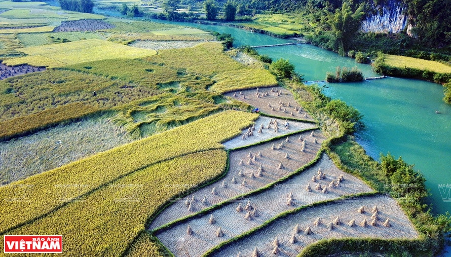 El campo de arroz Ngoc Con en la temporada de cosecha (Foto: VNA)