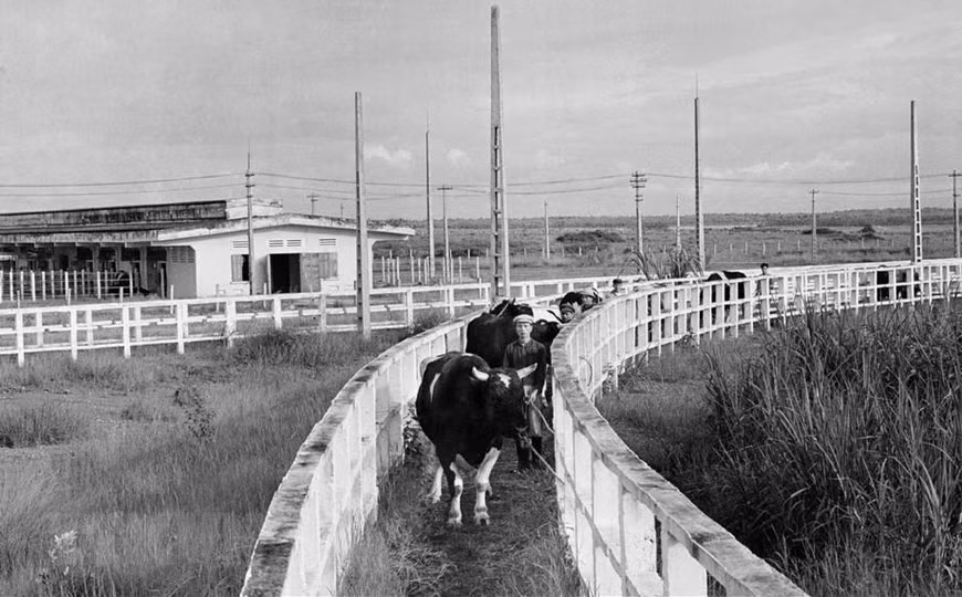 La granja de cría de vacas Ba Vi, en Hanoi, una de las cinco obras socioeconómicas donadas a Vietnam por Cuba en 1973, luego de la visita del líder cubano Fidel Castro. (Fuente: VNA)