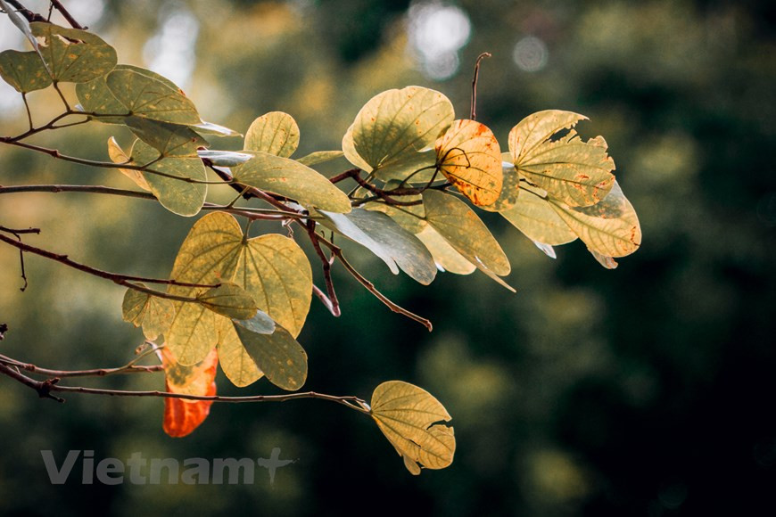 A lo largo de la calle Phan Dinh Phung, tres líneas de árboles Sau brindan una sombra fresca de la luz del sol del verano. En la ciudad, en los últimos años incluso hay altísimos árboles de algodón rojo y extensos ficus y banianos, lo que le da a la urbe algo de la esencia de un pueblo rural. Las hileras de almendros indios en las calles con casas de poca altura hacen que Hanoi parezca una pequeña ciudad alejada del bullicio de la capital del país. En los últimos dos o tres años, se han plantado muchos árboles alrededor de la ciudad, lo que le da un ambiente más fresco. (Foto: Vietnam+)