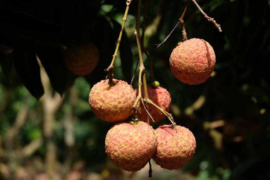 Este año 2020 será la primera vez que la fruta ingrese a Japón, lo que aumentará significativamente el valor de la marca del lichi Thieu y la competitividad de esta especialidad. (Foto: VNA)