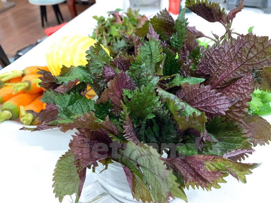 La perilla frutescens es una planta anual de la familia de las lamiáceas. Se trata de una hierba anual nativa del sudeste asiático. Las hojas se asemejan a las de la ortiga. Contiene aceites esenciales que le dan su aroma, y le otorgan algunas propiedades medicinales. La planta se ha utilizado tradicionalmente en varios países como Vietnam como tratamiento para aliviar los síntomas del asma, y para aliviar el estrés. Las perillas son eficaces contra las intoxicaciones alimentarias, antioxidantes, antiinflamatorias y antipiréticas. Esta hierba también contiene muchas sustancias nutritivas como proteínas, calcio, hierro, fósforo, fibra y vitamina C. (Foto: Mai Mai/ Vietnam +)