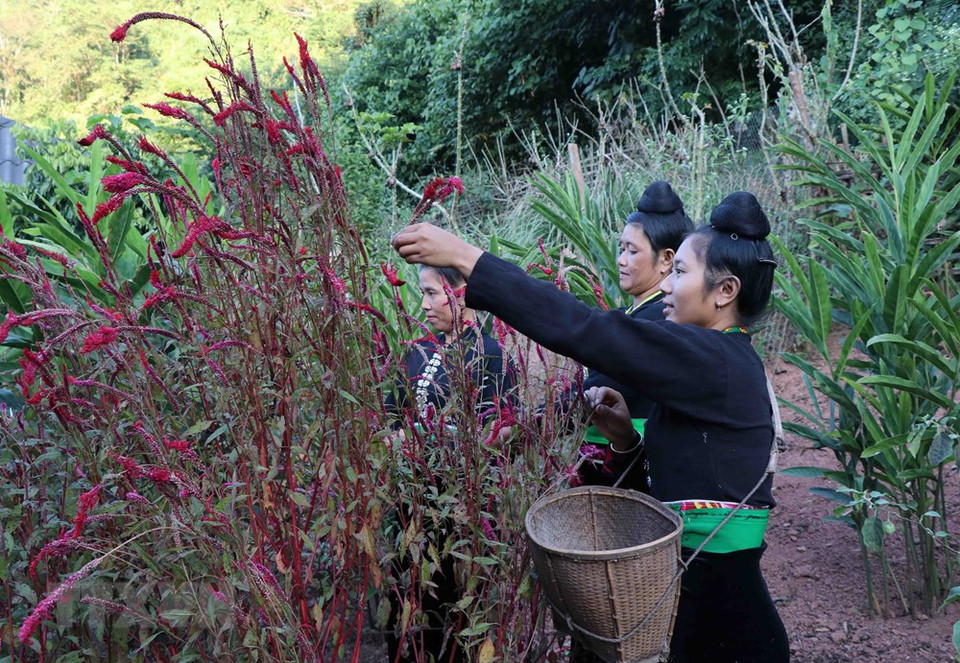 Después de la ceremonia de adoración, los lugareños irán al campo de las tierras altas para cultivar esa planta, elegir y llevar hermosas flores a casa. (Foto: Nguyen Xuan Tien / VNA)