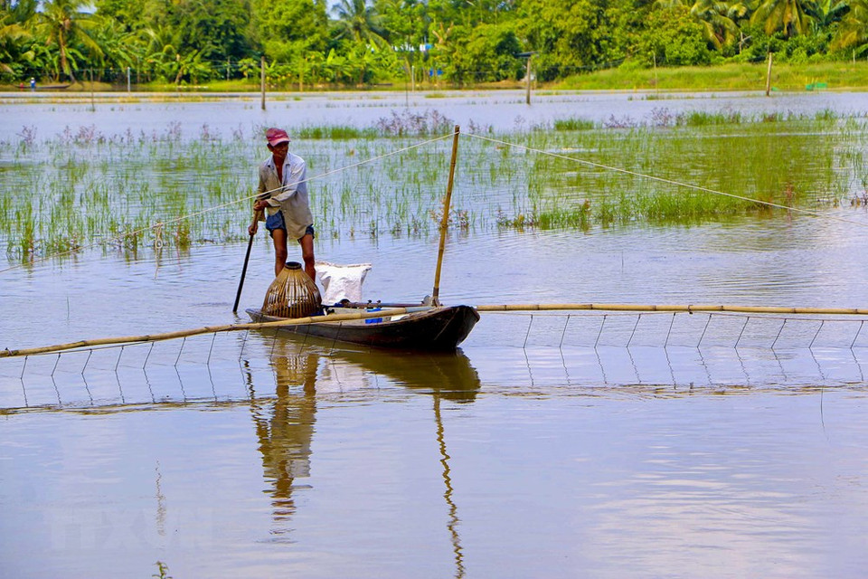 Un poblador del distrito de Vi Thuy pesca en campos inundados (Fuente: VNA)