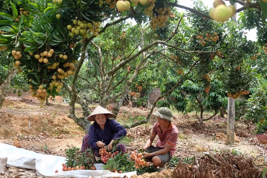 Según Hong Van An, la cosecha es el momento más difícil durante toda la temporada (Foto: VNA)