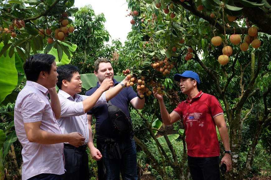 El lichi Thieu ha sido exportado a Estados Unidos por más de tres años. (Foto: VNA)