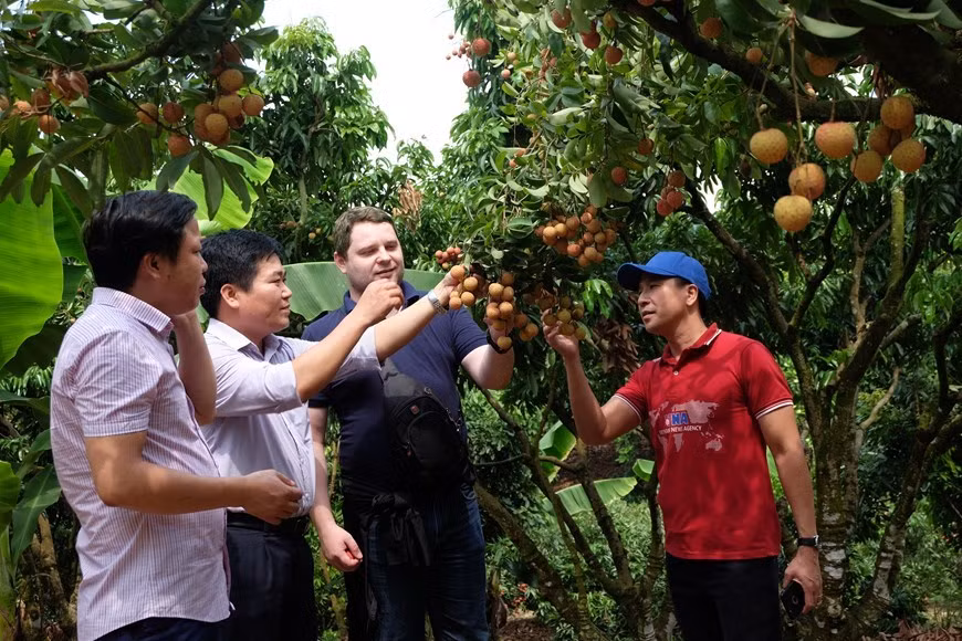 El lichi Thieu ha sido exportado a Estados Unidos por más de tres años. (Foto: VNA)