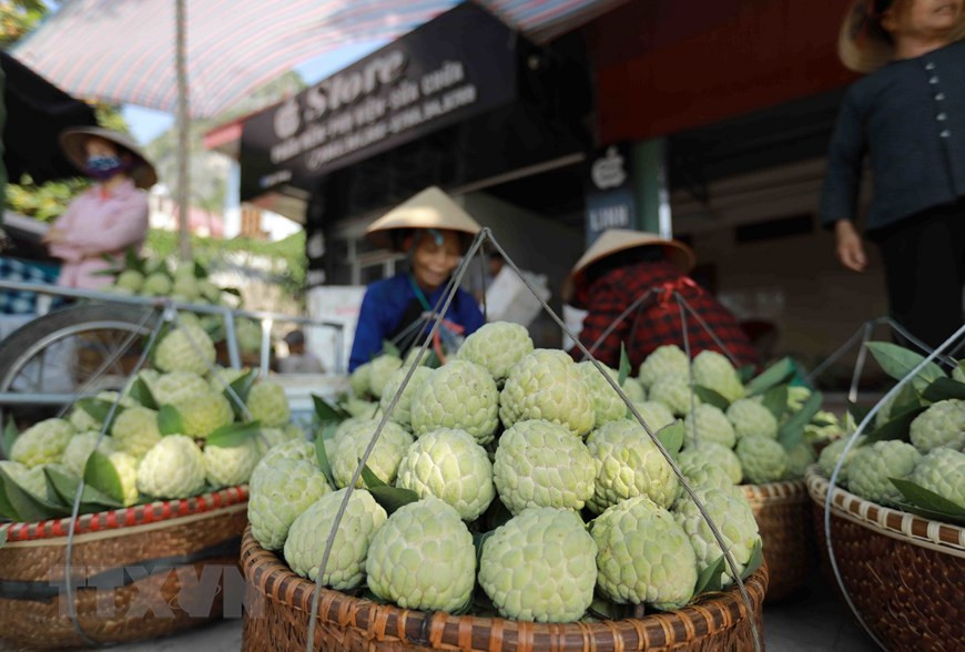 El anón Chi Lang se venden en el mercado homónimo, en la provincia de Lang Son. (Fuente:VNA) 