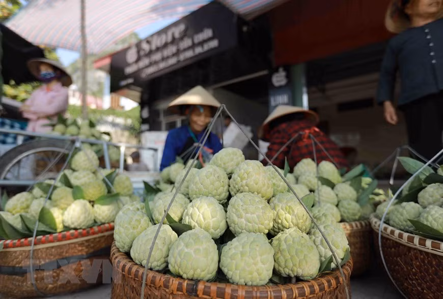El anón Chi Lang se venden en el mercado homónimo, en la provincia de Lang Son. (Fuente:VNA) 