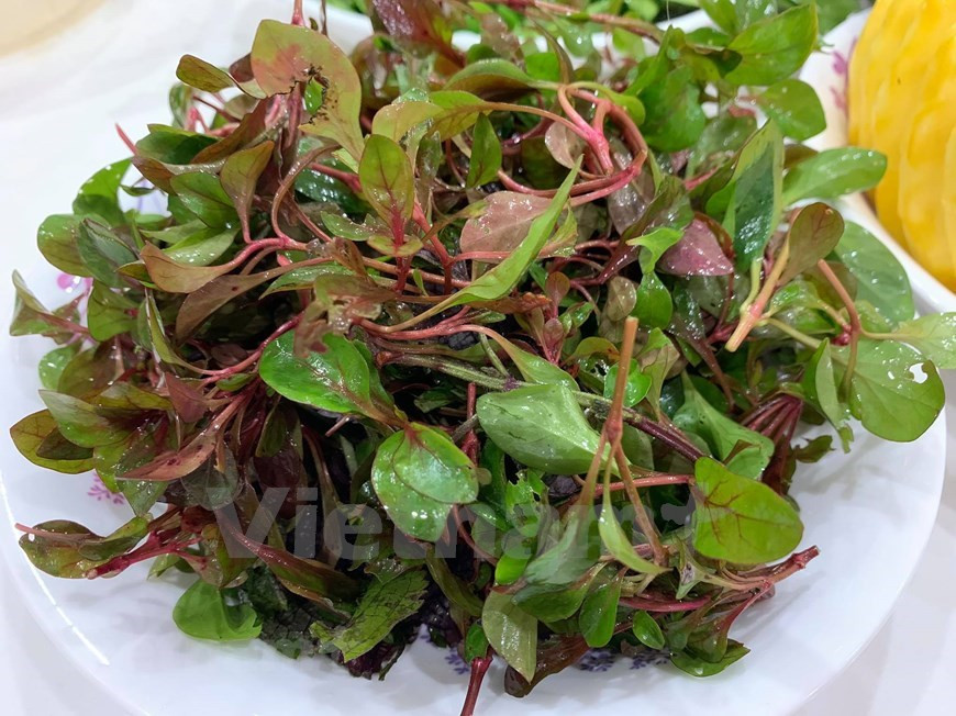 La verdolaga es una medicina, que a menudo se usa para nutrir el cuerpo. La verdolaga es una planta de pequeño tamaño pero de gran resistencia y adaptabilidad que resulta extremadamente fácil de encontrar en la naturaleza. Si bien a menudo considerada parte de la maleza, lo cierto es que tiene diversos usos y hay quien la considera un superalimento debido a su composición. Además, ya desde la antigüedad se empleaba en la cocina y se conocían algunas de sus propiedades medicinales. Esta planta es sin duda uno de los vegetales con mayor nivel de omega-3, favoreciendo el buen funcionamiento del sistema cardiovascular, ayudando a combatir el colesterol y contribuyendo a prevenir posibles problemas en dicho sistema. (Foto: Mai Mai/Vietnam +)