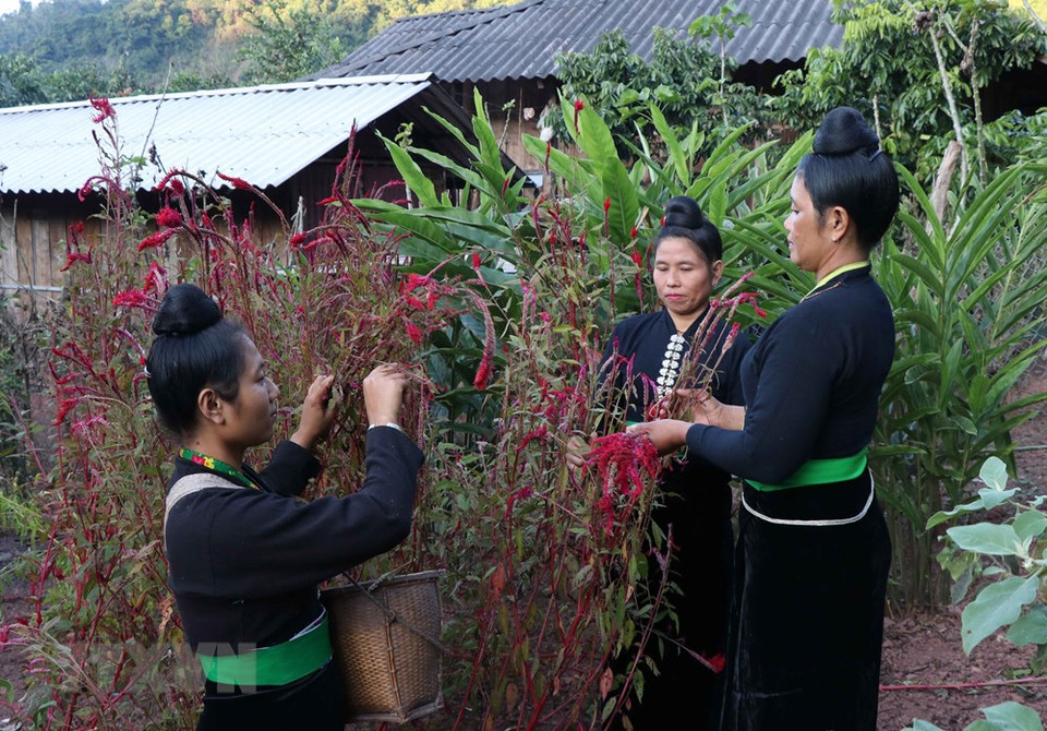 El grupo étnico Cong considera a la celosia como una flor sagrada con muchos significados, un símbolo de buena suerte y bondad para todos. (Foto: Nguyen Xuan Tien / VNA)