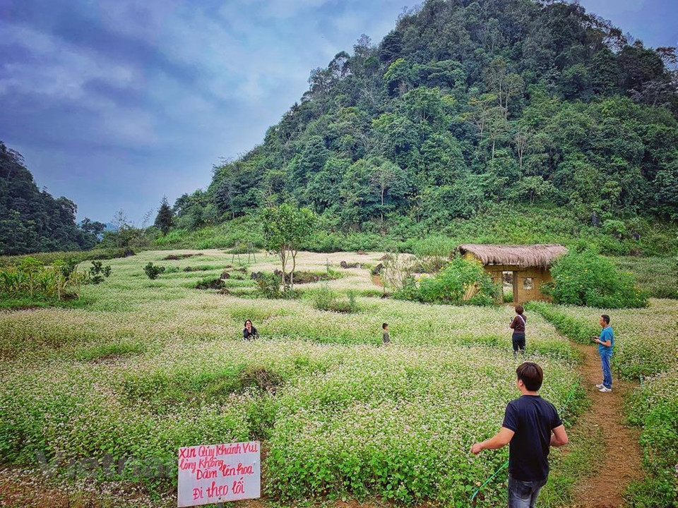 Al final del año es el momento en que los campos de flores de alforfón de la provincia norvietnamita de Ha Giang florecen de manera brillante. (Foto: Xuan Mai / Vetnam +)