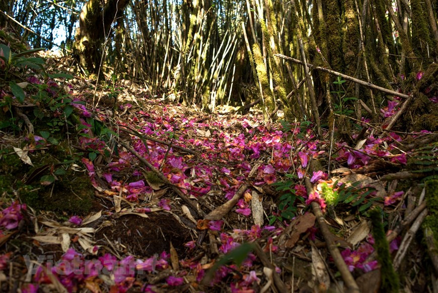 En la Cordillera de Hoang Lien Son, los viajeros atravesarán los caminos cubiertos de pétalos de flores y apreciarán la riqueza de la biodiversidad del lugar. Según las estadísticas, el Parque Nacional de Hoang Lien comprende más de dos mil variedades de plantas de clase alta, miles de especies de animales vertebrados, insectos y reptiles, que representan la mitad del total de especies de la flora y la fauna de Vietnam. Hay muchas plantas y animales raros y preciosos, y animales que aparecen en el Libro Rojo. El viaje de exploración al Parque Nacional de Hoang Lien siempre deja grandes impresiones a los turistas. (Foto: Vietnam+)