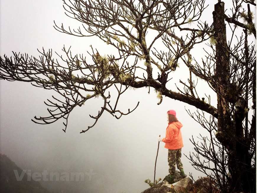 Al llegar a la Cordillera Hoang Lien Son, los viajeros a menudo suben hasta la cima para apreciar el paisaje majestuoso de las montañas del noroeste de Vietnam. En 2019, la prestigiosa revista estadounidense National Geographic nombró a este sitio como uno de los destinos más emocionantes del mundo para 2019. La grandiosa cordillera se ubicó en el séptimo lugar entre los 28 mejores lugares del mundo para viajar ese año y constituyó el destino más emocionante del Sudeste Asiático. Hoang Lien Son es una cadena montañosa en la región noroeste de Vietnam, que cuenta con 30 kilómetros de ancho y 180 kilómetros de longitud, cubriendo las provincias de Lao Cai, Lai Chau y Yen Bai. (Foto: Vietnam+)