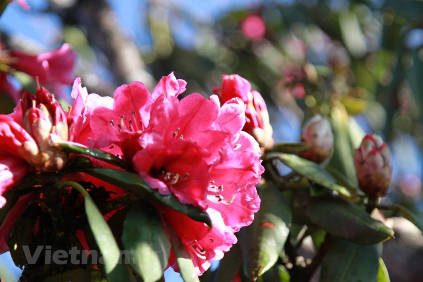 Los rododendros de azalea crecen a lo largo de las laderas y cubren los bosques de la cordillera Hoang Lien Son, acaparando la atención de los visitantes. En este sitio, los turistas tendrán la oportunidad de admirar la belleza de las flores que brotan bajo el sol. La azalea es un arbusto de flores del género Rhododendron y forma parte de la familia Ericaceae. Estas plantas florecen en la primavera, con una duración a menudo de varias semanas. Tolerante a la sombra, prefieren vivir cerca o debajo de los árboles. Son nativas de varios continentes incluidos Asia, Europa y América del Norte. (Foto: Vietnam+)