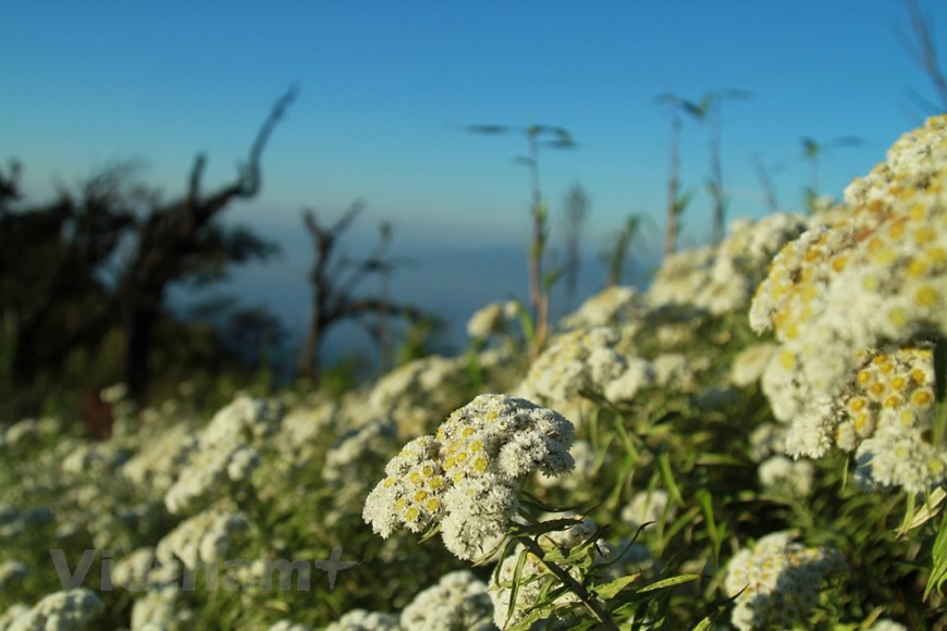A finales de 2003, los científicos llevaron a cabo un proyecto de investigación sobre los sistemas de flora y fauna en el Parque Nacional de Hoang Lien, que produjo resultados impresionantes. Recogieron más de tres mil muestras de más de mil especies de plantas, incluidas las de especies raras y valiosas como Hoang Lien chan chim (Coptis teeta Wall), Do quyen (Rhododendron) y kim giao (Nageia fleuryi). En el área de Den Thang, a una altitud de dos mil metros, los investigadores descubrieron un bosque de Po mu (Fokienia hodginsii) con muchos árboles de hasta un metro de diámetro. El bosque cubre un área de alrededor de 100 hectáreas. (Foto: Vietnam+)