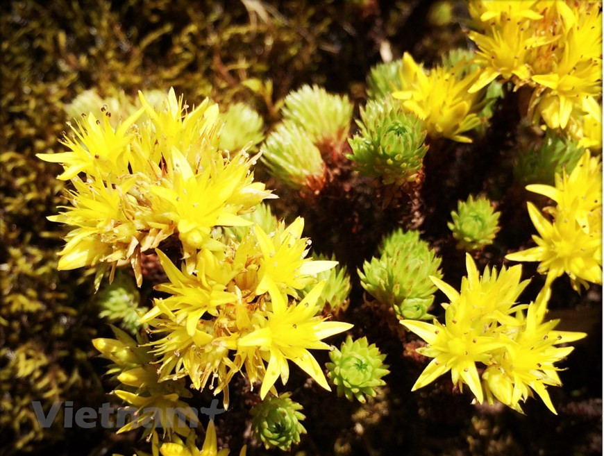 La cordillera Hoang Lien Son es una extensión de la cordillera Ailao Shan, situada al este del Himalaya. El área cuenta con dos zonas subclimáticas: templada y subtropical, lo que resulta en una gran diversidad ecológica. El Parque Nacional de Hoang Lien tiene un área natural total de 29 mil 845 hectáreas y está dividido en tres zonas: el área estrictamente protegida con una superficie de 11 mil 800 hectáreas, el de restauración ecológica de 17 mil 900 hectáreas y el administrativo, turístico y de servicios de 70 hectáreas. El sitio está rodeado por una zona de amortiguamiento de 38 mil 724 hectáreas. (Foto: Vietnam+)