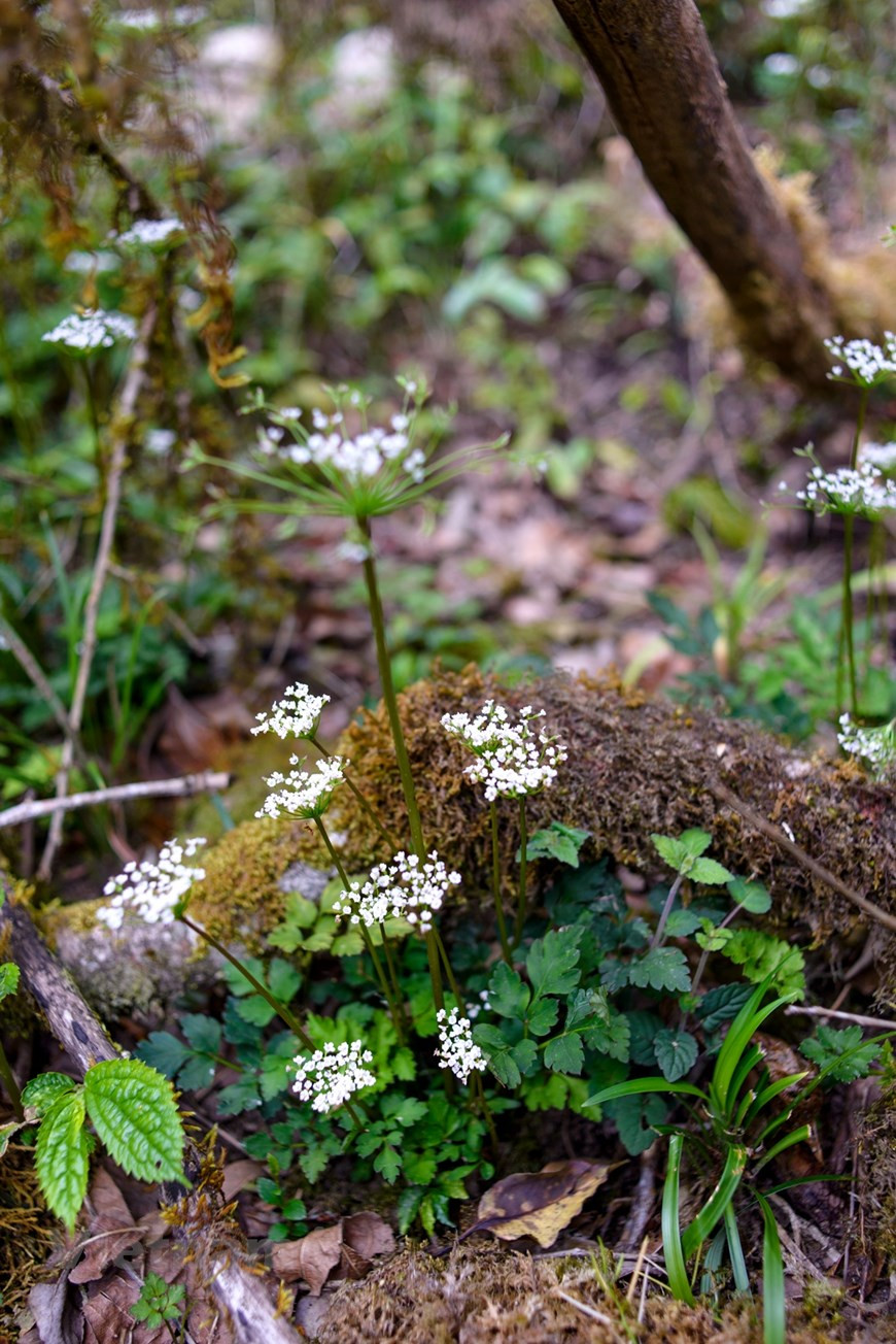 Según los científicos, el sitio constituye un centro biodiverso, con muchas variedades que necesitan ser protegidas y conservadas. Por otra parte, registra también muchas plantas misteriosas antiguas, incluyendo algunas variedades que no han sido investigadas. Por esta razón, el Parque Nacional de Hoang Lien es reconocido también como el Jardín Patrimonial de la Asociación de Naciones del Sudeste Asiático (ASEAN). De acuerdo con las opiniones de los expertos y los que han visitado el parque, el área cuenta con un trío de "lo mejor de Vietnam": el pico más alto, el más grandioso paso montañoso y el mayor tesoro de recursos del bosque. (Foto: Vietnam+)