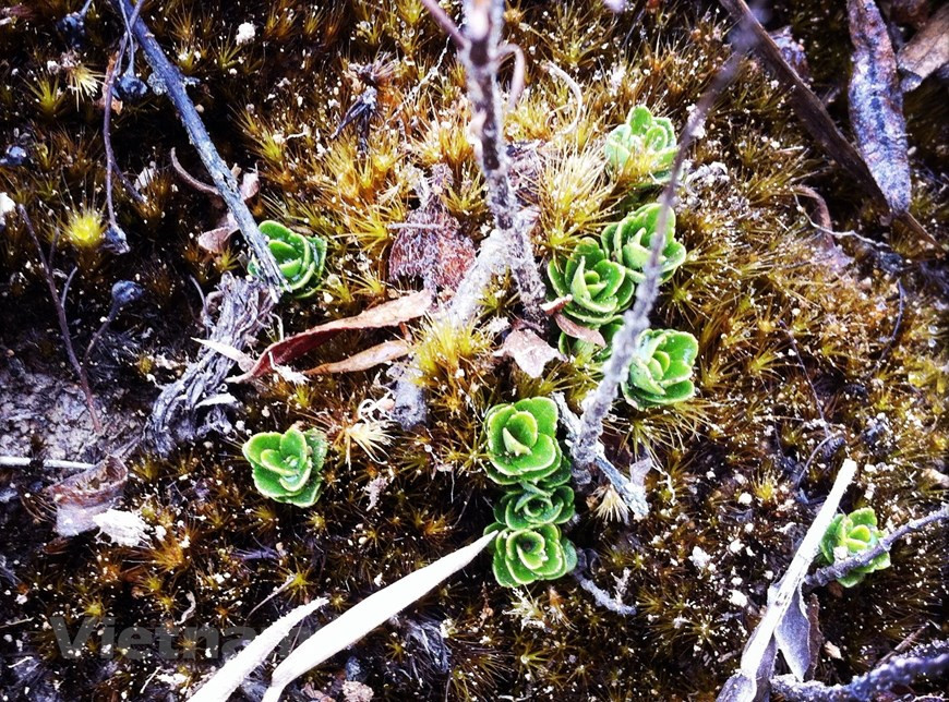 La cordillera Hoang Lien Son es una cadena montañosa en la región noroeste de Vietnam, que cuenta con 30 kilómetros de ancho y 180 kilómetros de longitud, cubriendo las provincias de Lao Cai, Lai Chau y Yen Bai. Hoang Lien Son es el hogar de una amplia variedad de hábitats como plantas, aves, mamíferos, anfibios, reptiles e insectos, muchos de los cuales solo se encuentran en el noroeste de Vietnam. Por esta razón, se estableció en el Parque Nacional de Hoang Lien en 2002. Cubriendo un área total de más de 60 mil hectáreas y situado a una altitud de mil a tres mil metros, el parque es considerado un pulmón verde en la zona noroeste del país. (Vietnam+)