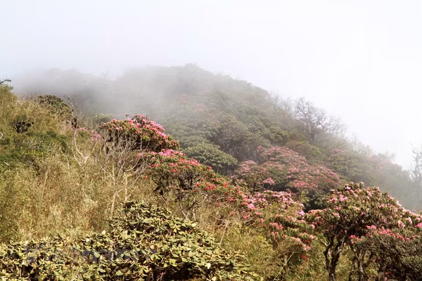 La prestigiosa revista estadounidense National Geographic nombró a la cordillera Hoang Lien Son en el noroeste de Vietnam como uno de los destinos más emocionantes del mundo para 2019. La grandiosa cordillera se ubicó en el séptimo lugar entre los 28 mejores lugares del mundo para viajar ese año y constituyó el destino más emocionante del Sudeste Asiático. Hoang Lien Son es el hogar de una amplia variedad de hábitats como plantas, aves, mamíferos, anfibios, reptiles e insectos, muchos de los cuales solo se encuentran en el noroeste de Vietnam. Por esta razón, se estableció el Parque Nacional de Hoang Lien en 2002. (Foto: Vietnam+)