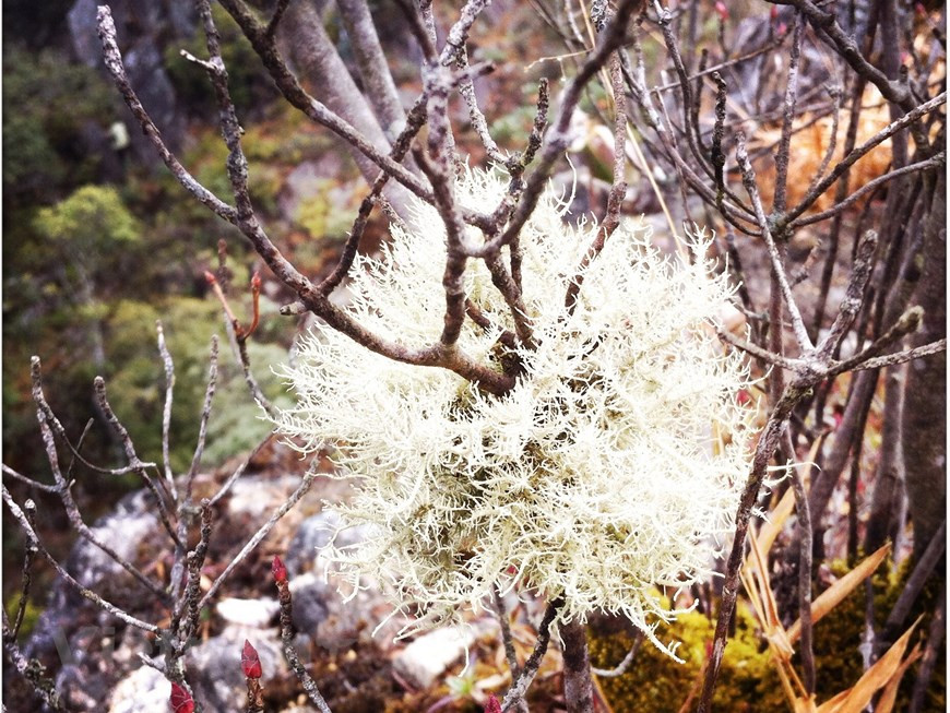Las flores en las montañas de Hoang Lien Son acaparan la atención de los visitantes por sus diversas formas y colores que crean un encanto para el sitio. A medida que los turistas ascienden a la cima, la temperatura va bajando. Las nubes cubren el pico todo el año, lo que crea líquenes que se asemejan a una flor. Al llegar a la Cordillera Hoang Lien Son, los viajeros a menudo suben hasta la cima para apreciar el paisaje majestuoso de las montañas del noroeste de Vietnam. En 2019, la prestigiosa revista estadounidense National Geographic nombró a este sitio como uno de los destinos más emocionantes del mundo. (Foto: Vietnam+)