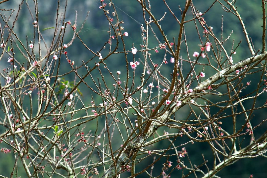A una altitud de dos mil 500 a dos mil 800 metros, los investigadores encontraron una vasta área de Do quyen (Rhododendron), con alrededor de 20 especies del total de 27 clases encontradas en Vietnam hasta la fecha. En particular, durante el estudio, los expertos descubrieron un gran hongo Co Linh Chi (Ganoderma applanatum), que pesaba hasta 5,7 kilogramos. En cuanto a la fauna, los científicos recolectaron más de 50 muestras de animales, como Soc bay sao (Petaurista elegans), Soc bay trau (Petaurista petaurista), meo rung (felis bengalensis), así como ga loi tia (tragopan temminckii tonkinensis), por nombrar solo unos pocos. (Foto: Vietnam+)