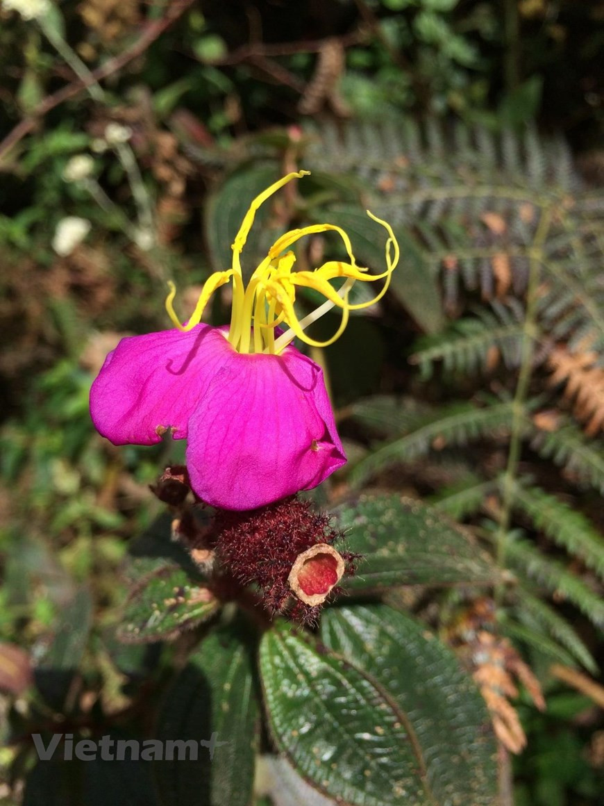 Debido a su ubicación en la región montañosa más alta de Vietnam, el terreno del Parque Nacional de Hoang Lien está fuertemente dividido, con pendientes acantiladas. El clima local es templado, con una temperatura promedio de 15,3 grados Celsius. En invierno puede aparecer nieve en zonas de gran altitud. Su fauna y flora son muy abundantes y diversas, con muchas especies que hasta la fecha solo se encuentran en Hoang Lien. Los científicos registraron dos mil 24 especies de flora que representan el 25 por ciento de las variedades autóctonas de Vietnam, junto con 66 clases de mamíferos, 61 de reptiles, 553 de insectos y 347 de aves. Muchos de ellos se han incluido en el Libro Rojo de Vietnam. (Foto: Vietnam+)