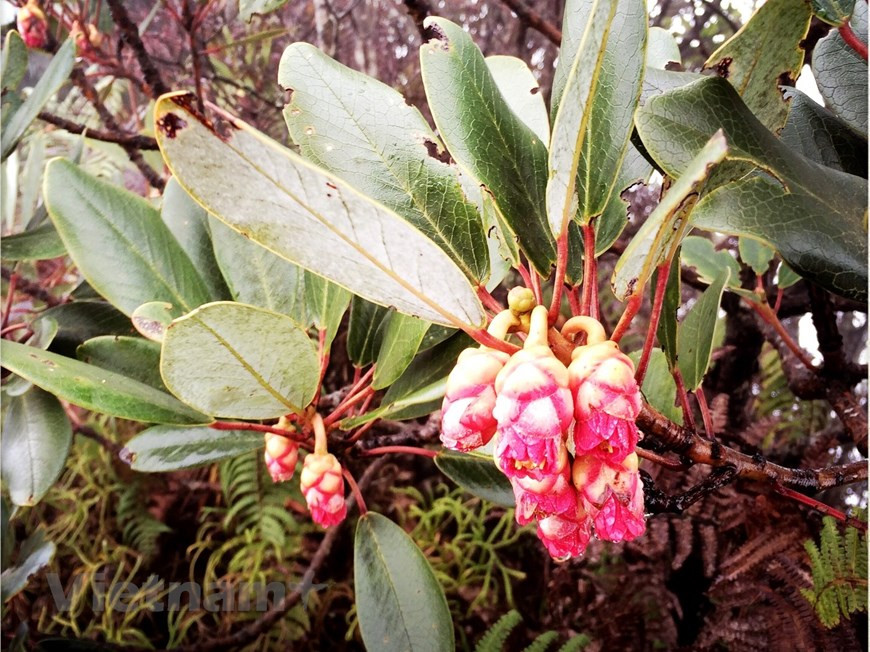 El Parque Nacional de Hoang Lien cuenta con muchas especies de flora y fauna raras y preciosas que figuran en el Libro Rojo de Vietnam y del mundo. Cubriendo una extensión de más de 60 mil hectáreas y situado a una altitud de mil a tres mil metros sobre el nivel del mar, el sitio es considerado un pulmón verde en la zona noroeste del país. Desde el año 2003, después de la decisión sobre el establecimiento del parque, científicos nacionales y extranjeros fueron asignados a la coordinación y la investigación de la biodiversidad. Se trata de un área de gran potencialidad con belleza salvaje y magnífica. (Vietnam+)
