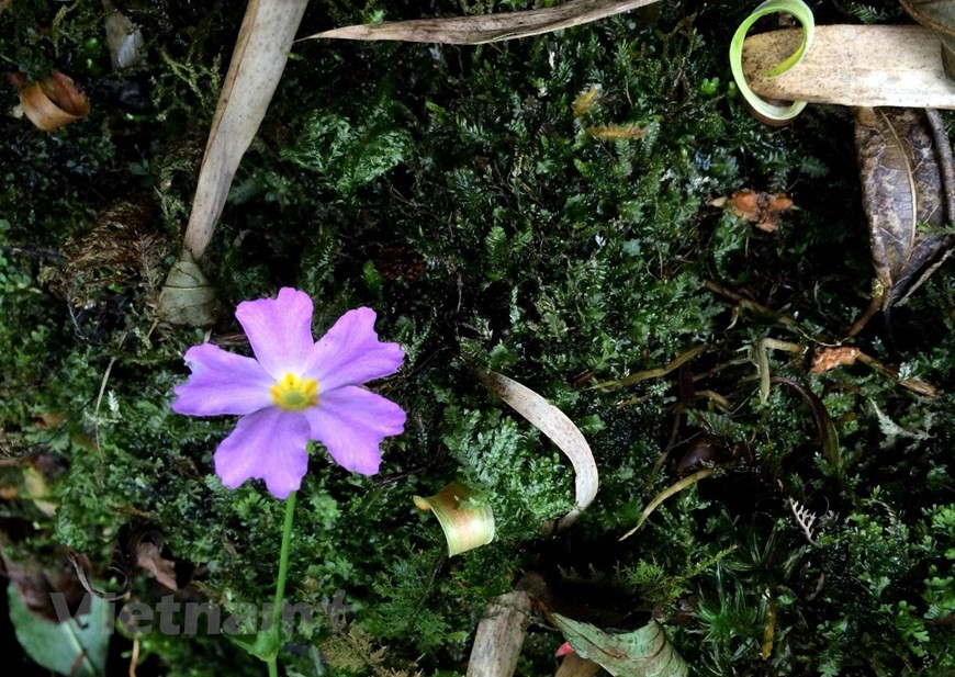 El reconocimiento de Hoang Lien como un Parque Patrimonial de la Asociación de Naciones del Sudeste Asiático proporciona una nueva dirección para la provincia de Lao Cai a trazar planes de desarrollo e inversión para el sitio, con el objetivo de convertirlo en un centro de investigación científica, educación ambiental y ecoturismo. Mientras, en 2019, la prestigiosa revista estadounidense National Geographic nombró a la cordillera Hoang Lien Son como uno de los destinos más emocionantes del mundo. La grandiosa cordillera se ubicó en el séptimo lugar entre los 28 mejores lugares del mundo para viajar ese año y constituyó el destino más emocionante del Sudeste Asiático. (Vietnam+)