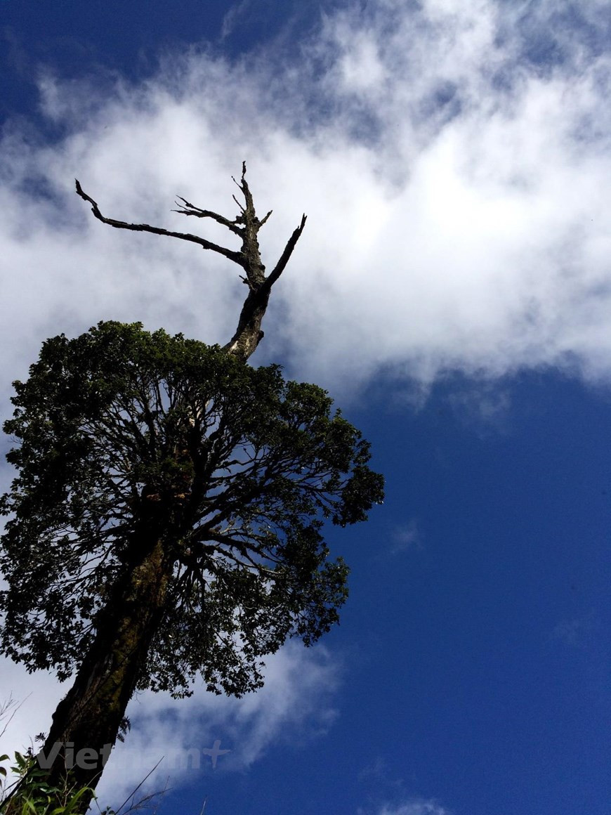 En la conferencia sobre parques patrimoniales de la ASEAN celebrada en Tailandia en 2004, Hoang Lien se encontraba entre los cuatro parques nacionales de Vietnam reconocidos como parques patrimoniales de la región. Los otros tres son Ba Be en la provincia norteña de Bac Kan, Chu Mom Ray en la provincia de Kon Tum en la Altiplanicie Central y Kon Ka Kinh en la provincia de Gia Lai en el Altiplano Central. El Parque Nacional de Hoang Lien se estableció el 12 de julio de 2002 en virtud de la decisión del Gobierno vietnamita, sobre la base de la reserva natural Hoang Lien en el distrito de Sa Pa, de Lao Cai. (Vietnam+)