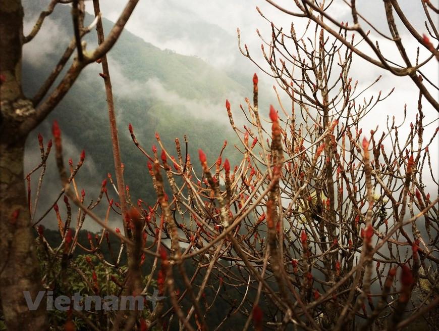 En 2003, muchos científicos nacionales y extranjeros fueron asignados a la coordinación y la investigación de la biodiversidad en el Parque Nacional de Hoang Lien. Los expertos registraron dos mil 24 especies de flora que representan el 25 por ciento de las variedades autóctonas del país indochino, junto con 66 clases de mamíferos, 61 de reptiles, 553 de insectos y 347 de aves. Muchos de ellos figuran en el Libro Rojo de Vietnam y del mundo. Por tal razón, el Parque Nacional de Hoang Lien es reconocido también como el Jardín Patrimonial de la Asociación de Naciones del Sudeste Asiático (ASEAN). (Vietnam+)