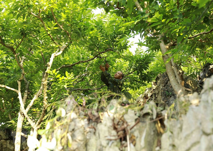 La provincia de Lang Son cuenta con una producción de 30 mil toneladas que reporta un ingreso anual de cerca de 44 millones de dólares. (Fuente:VNA) 