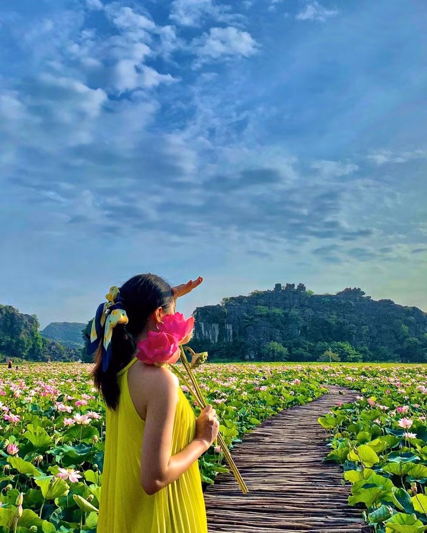 Junto con la torre de agua, casada artificial y el gigantesco jardín de setas, la Cueva Mua se ha convertido en uno de los sitios “check-in” favoritos de los jóvenes al visitar Ninh Binh. No es solo un lugar preferido para tomar fotos de las muchachas sino de los muchachos. El cielo azul claro, la luz del sol brillante y las flores de loto entre las montañas crean una escena pintoresca. El paisaje natural aquí es tan hermoso que todos quieren venir para contemplarlo. De hecho, con un lado de la montaña Ngoa Long, el otro lado es un campo de arroz dorado, este estanque de lotos parece volverse aún más prominente (Foto: Vietnam+)