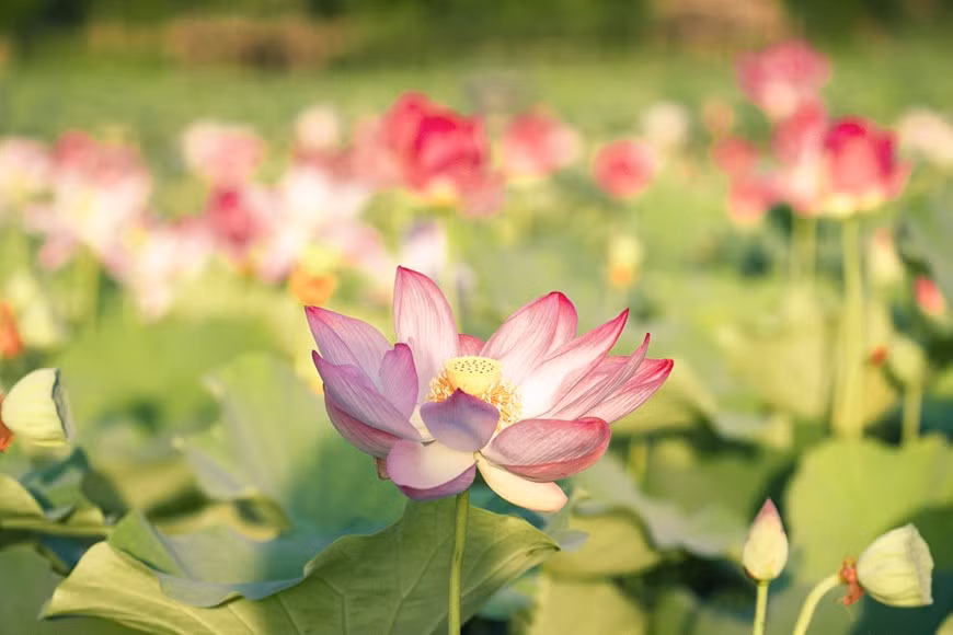 Este lago se considera el más extraño de Vietnam donde las flores incluso se abrieron en el invierno del año pasado. Si buscan un destino turístico atractivo cerca de Hanoi para sumergirse en la naturaleza, pueden llegar a este lugar nombrado por los aventureros “meca de selfie”, cueva Mua en Ninh Binh. Normalmente si las flores brotan durante uno o dos meses del año, la variedad aquí florece hasta finales del año. El género cultivado en el lago es japonés por lo tanto el tiempo de florecimiento dura más de lo normal. Esta característica ofrece a los visitantes oportunidades de visitar el sitio durante los meses del año (Foto: Vietnam+)
