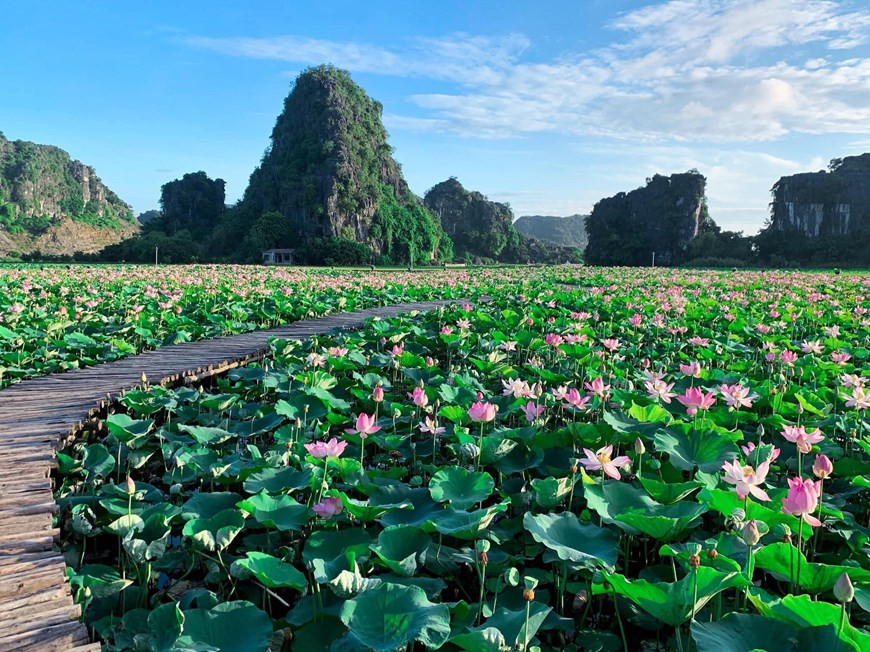 La semana pasada, la imagen de un lago de flores de loto en medio del otoño en el Norte fue compartida por muchos navegantes en las redes sociales. Es sorprendente pues en ese mismo momento de otros años las flores normalmente ya se marchitan. Se trata de lago de flores de loto al pie de la cueva Mua, en la provincia norteña de Ninh Binh, donde las flores suele brotar en junio y julio. Muchos jóvenes aprovechan esa temporada floral y la estación para tomar una foto selfie o grabar un videoclip de recuerdo. Éste es el santiamén adecuado para hacer una excursión a esta localidad (Foto: Vietnam+)