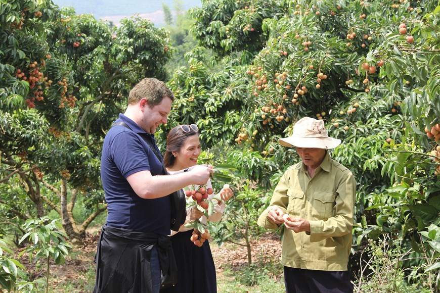 El distrito de Luc Ngan dedicará este año más de 90 hectáreas con una producción de 500 toneladas de lichi para el mercado de Japón (Foto: VNA)